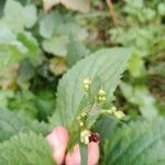 Scrophularia alpestris Flower