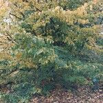 Parrotia persica Συνήθη χαρακτηριστικά