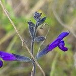 Salvia coahuilensis Flor