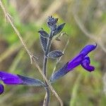 Salvia coahuilensis Flower