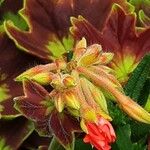 Pelargonium inquinans Flower