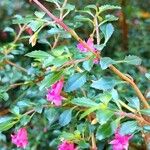 Fuchsia microphylla ফুল