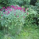 Monarda didymaLorea