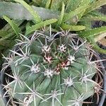 Melocactus matanzanus Blatt