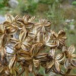 Molopospermum peleponnesiacum Fruit