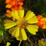 Helenium amarum Kvet