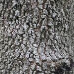 Combretum collinum Bark