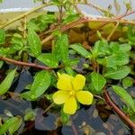 Ludwigia peploidesFlower