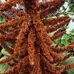 Amaranthus hypochondriacusFruit