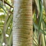 Pandanus tectorius Bark