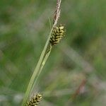 Carex hostiana फल