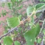 Grewia villosa Leaf