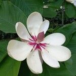 Magnolia obovata Flower