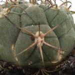 Gymnocalycium pflanzii 葉