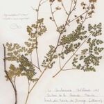 Thalictrum foetidum عادت