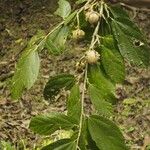 Quararibea bracteolosa Otro