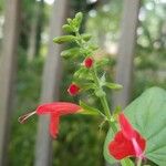 Salvia roemeriana Flor