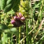 Lippia javanica Плод