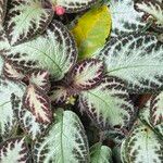 Episcia cupreata Blad