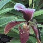 Paphiopedilum charlesworthii Flor