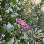 Lagerstroemia speciosa Žiedas