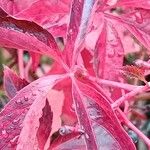 Parthenocissus quinquefolia Leaf