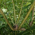Salix viminalis Corteza