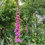 Digitalis purpureaFlor