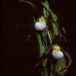 Cypripedium montanum Blüte