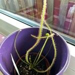 Drosera filiformis Φύλλο