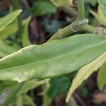 Aucuba himalaica Leaf