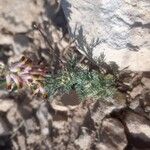 Platycapnos spicata 花