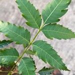 Azadirachta indica Leaf