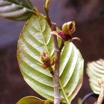 Ticodendron incognitum Hoja