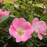Rosa pendulina Kwiat