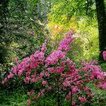 Rhododendron catawbiense عادت