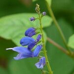 Salvia cacaliifolia Кветка