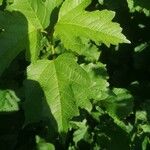 Viburnum opulusBlad