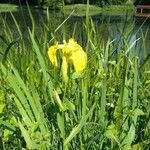 Iris pseudacorus Žiedas
