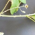 Rubus radula Kvet