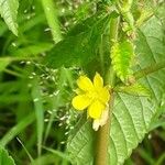 Waltheria indica Blomst