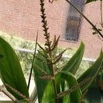 Cordyline fruticosa Lorea