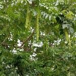 Pterocarya fraxinifolia Кветка