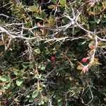 Berberis aetnensis برگ