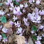 Cyclamen hederifolium花