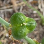 Dipcadi serotinum Fruit