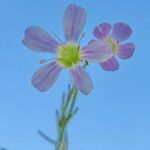 Petrorhagia saxifraga Flower