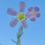 Petrorhagia saxifraga 花