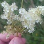 Filipendula ulmariaFlower