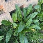 Rumex patientia Blad